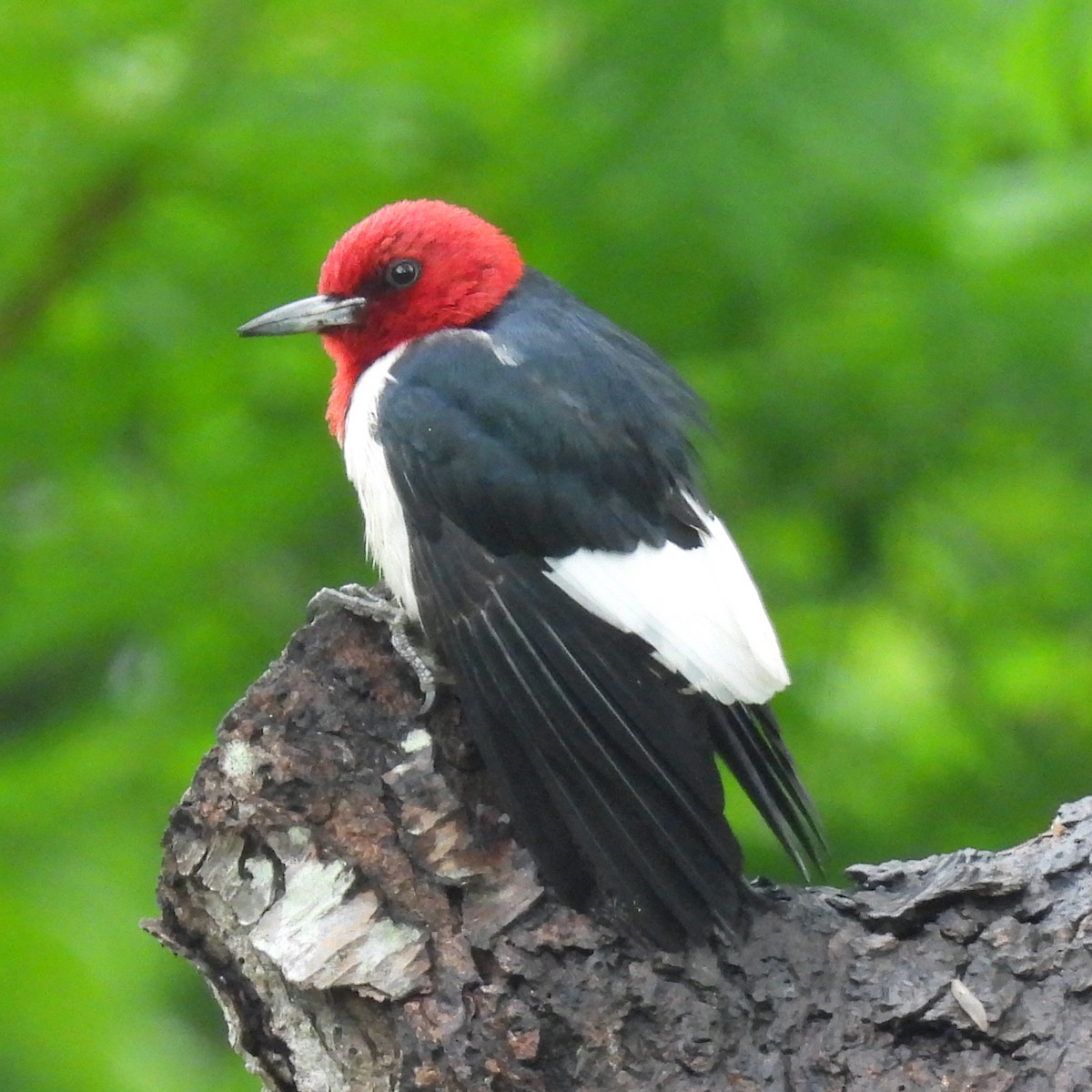 Red-headed Woodpecker - ML619705979