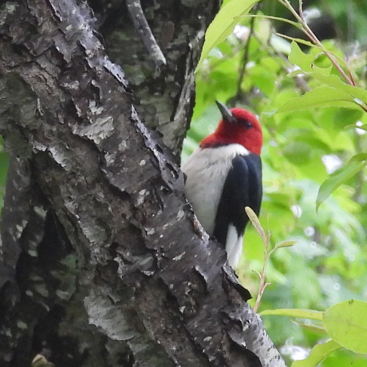 Red-headed Woodpecker - ML619705980