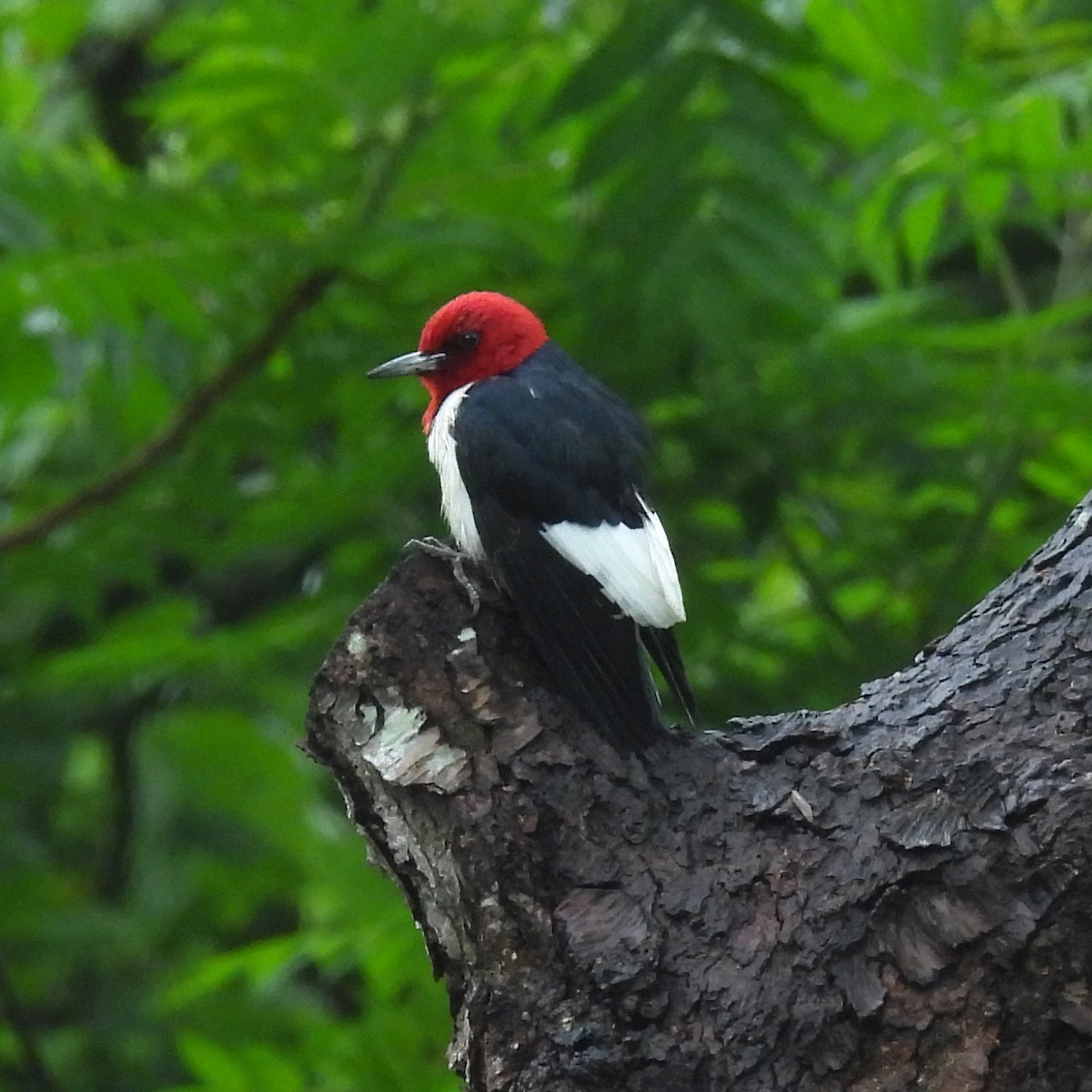 Red-headed Woodpecker - ML619705981