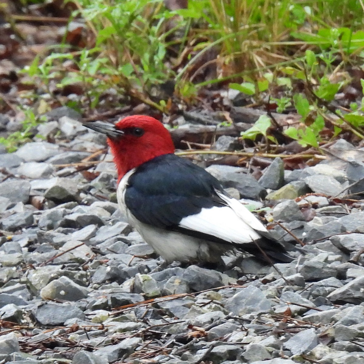 Red-headed Woodpecker - ML619705982