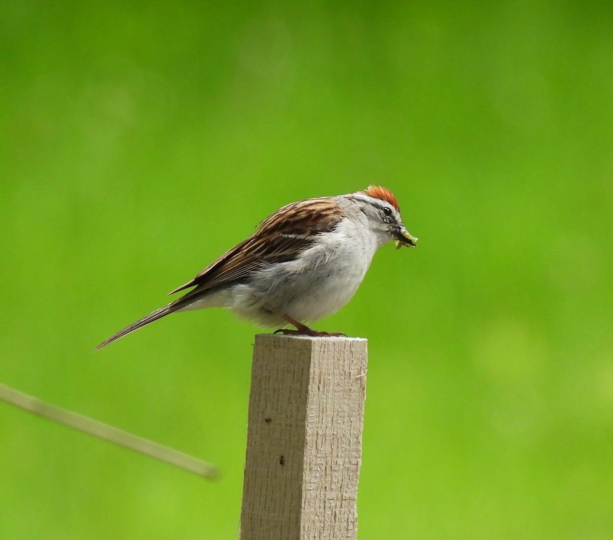 Chipping Sparrow - ML619705983