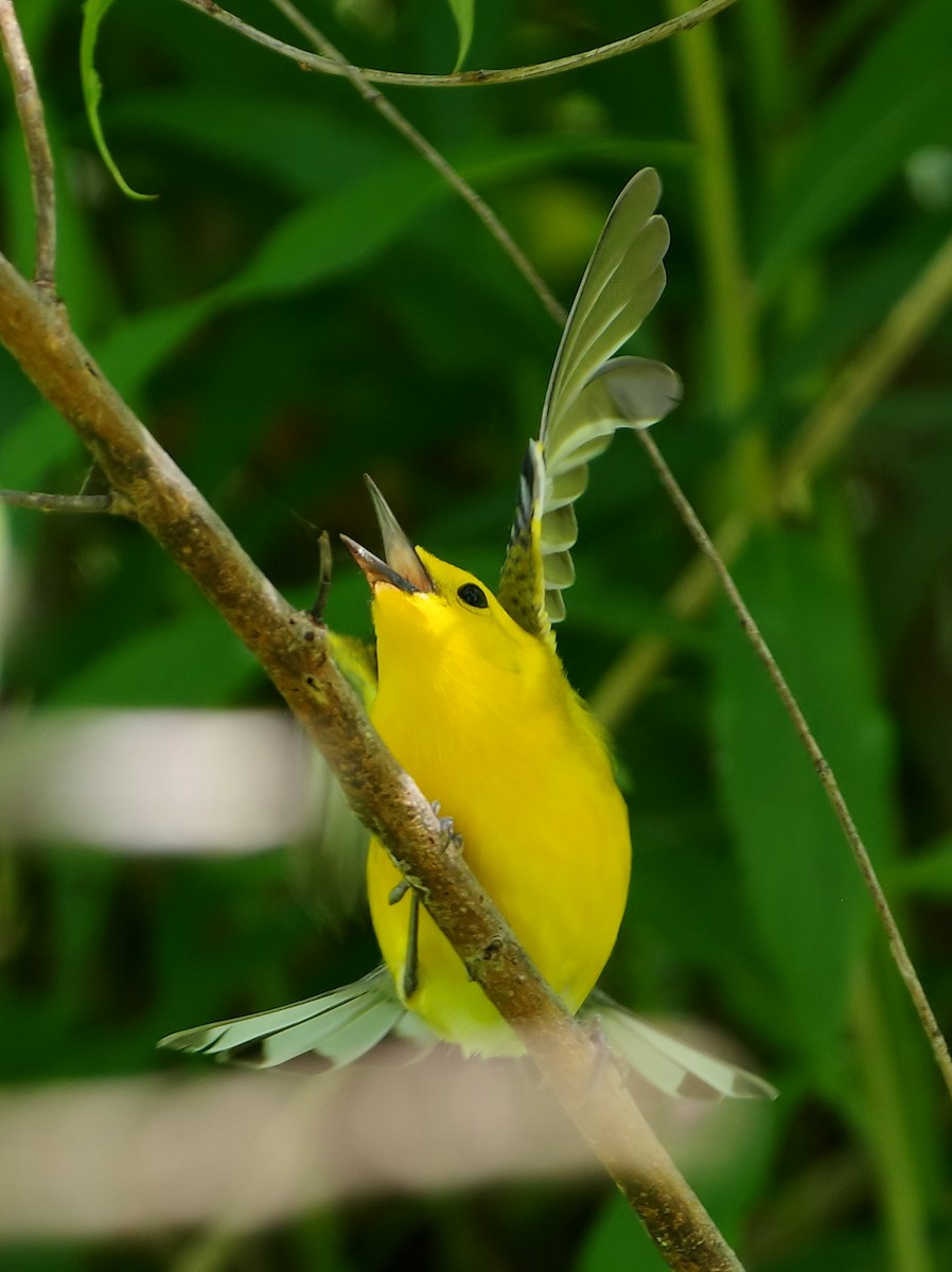 Prothonotary Warbler - ML619706039