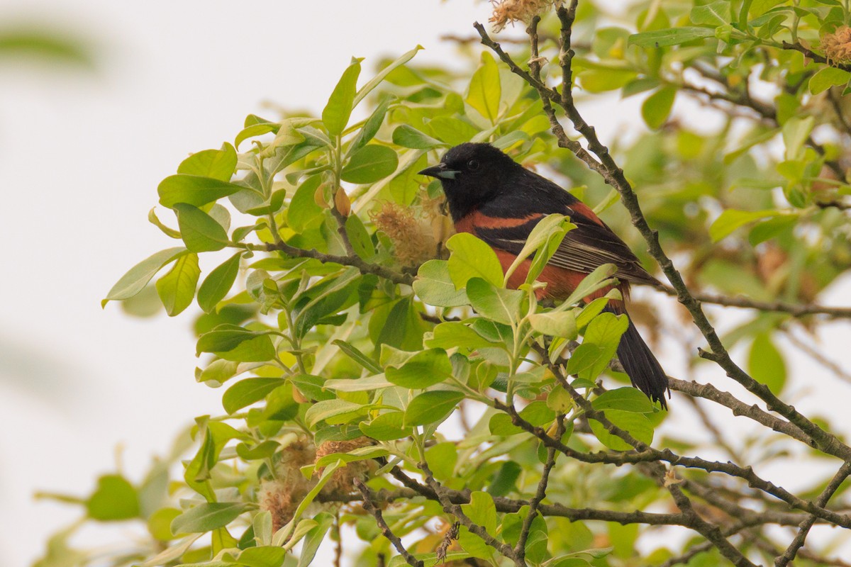 Orchard Oriole - ML619706135