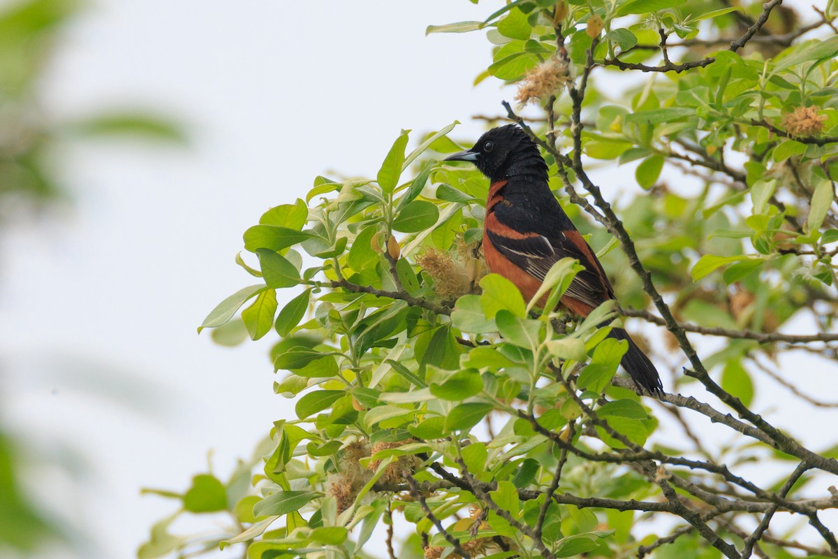 Orchard Oriole - ML619706136