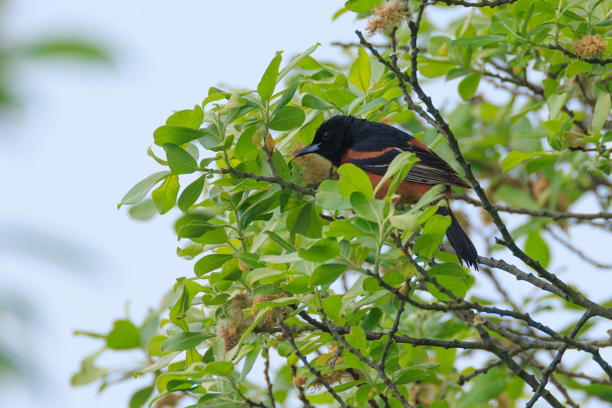 Orchard Oriole - ML619706137