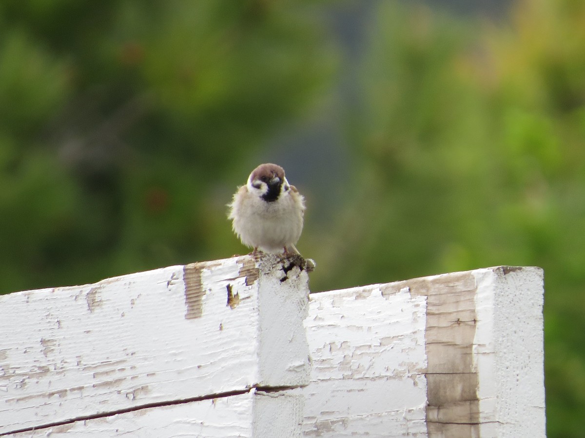 Eurasian Tree Sparrow - ML619706156