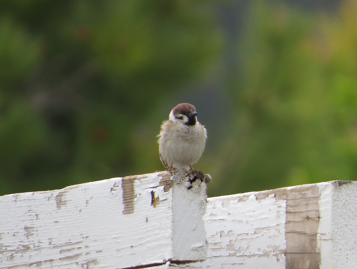 Eurasian Tree Sparrow - ML619706185