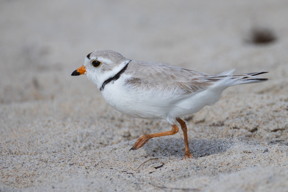 Piping Plover - ML619706189
