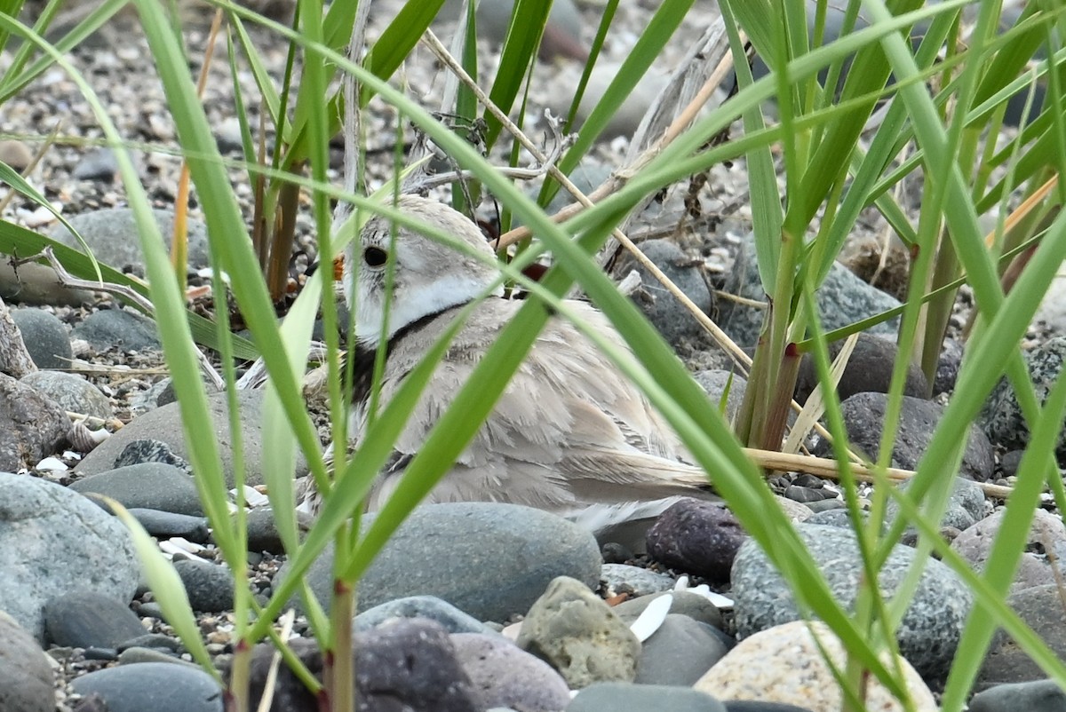 Piping Plover - ML619706215