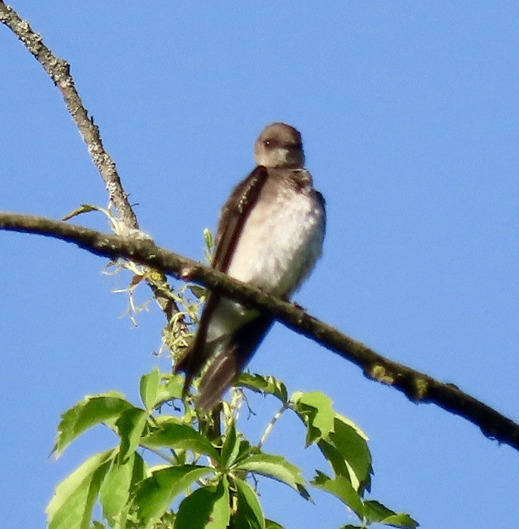 Northern Rough-winged Swallow - ML619706234