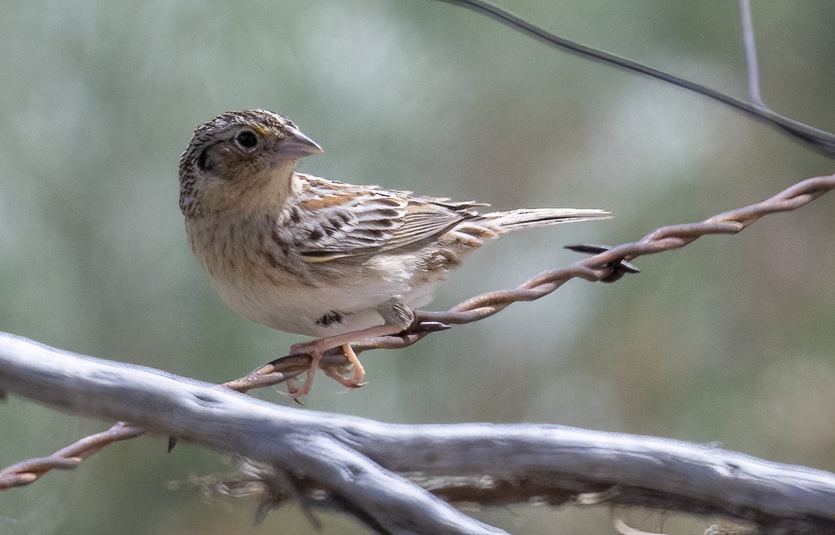 Grasshopper Sparrow - ML619706241
