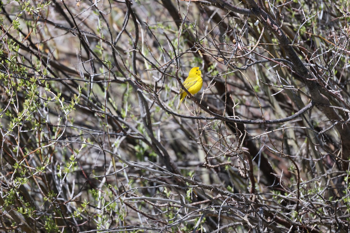 Yellow Warbler - ML619706243