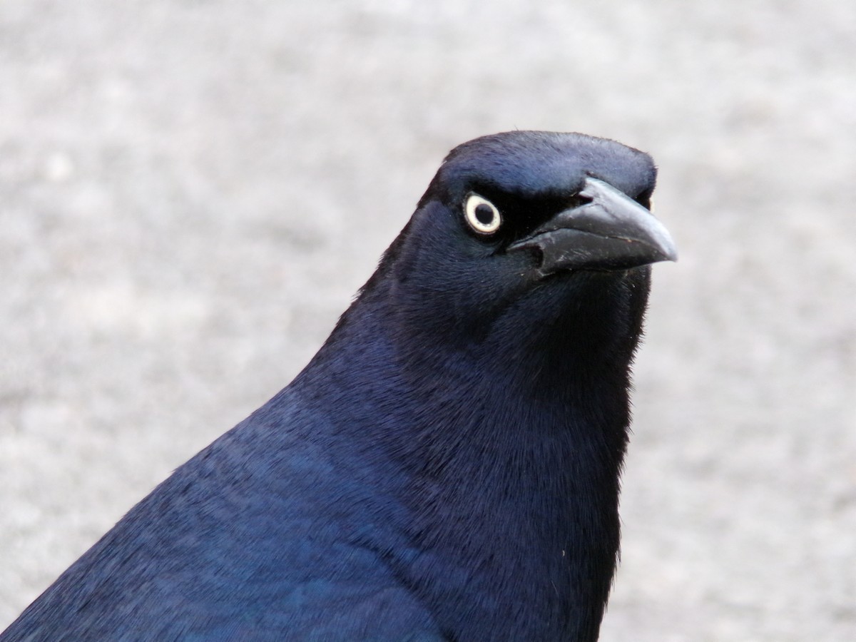 Great-tailed Grackle - ML619706281