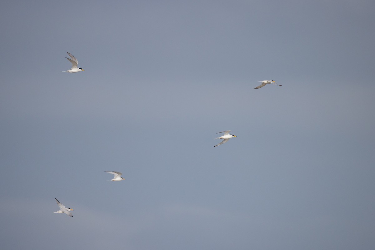 Least Tern - ML619706291