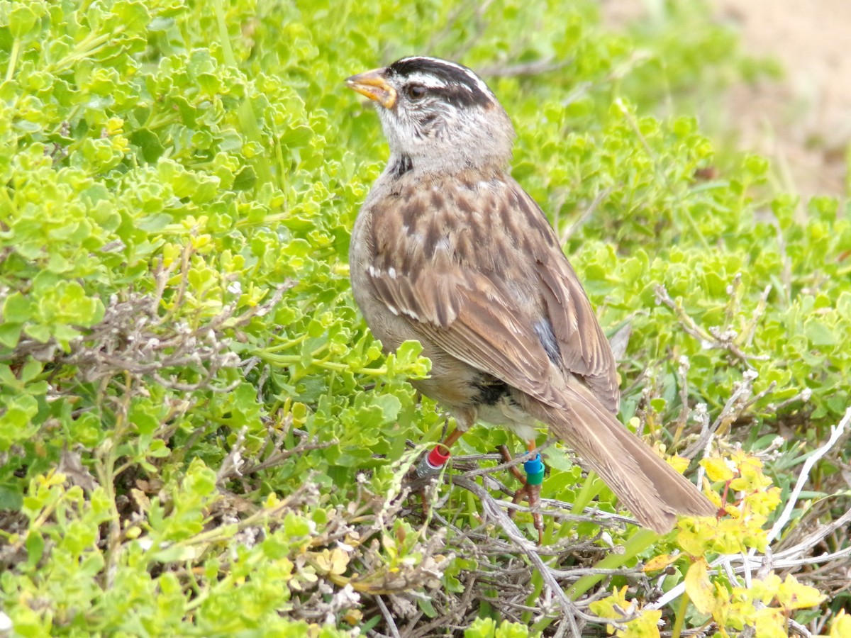 White-crowned Sparrow - ML619706295