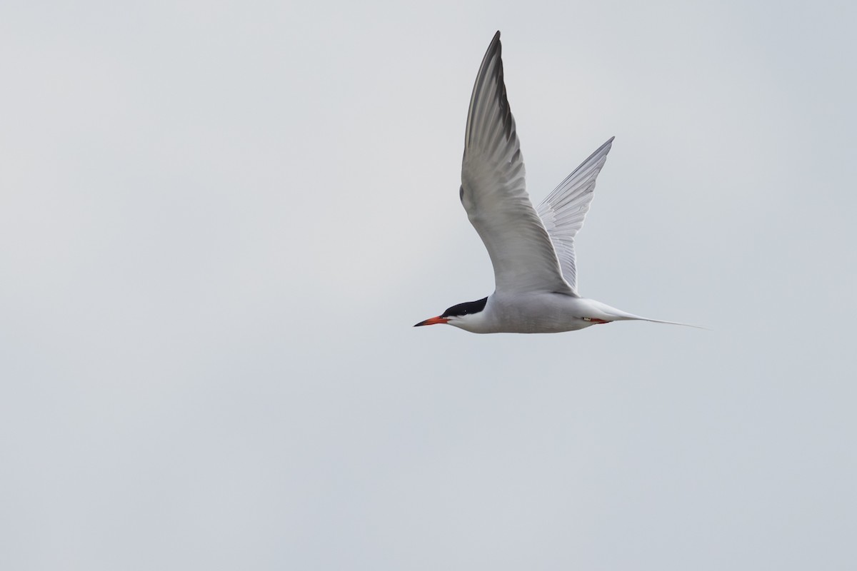 Common Tern - ML619706302