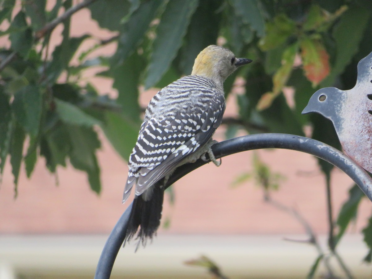 Golden-fronted Woodpecker - ML619706309