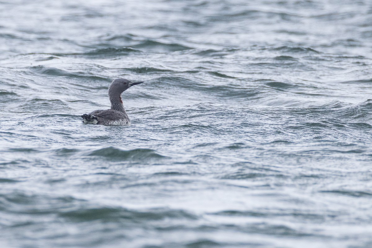 Red-throated Loon - ML619706317