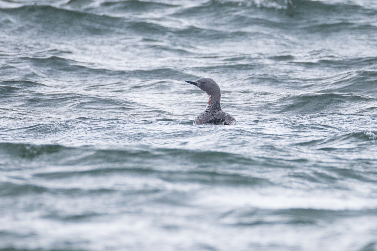 Red-throated Loon - ML619706319