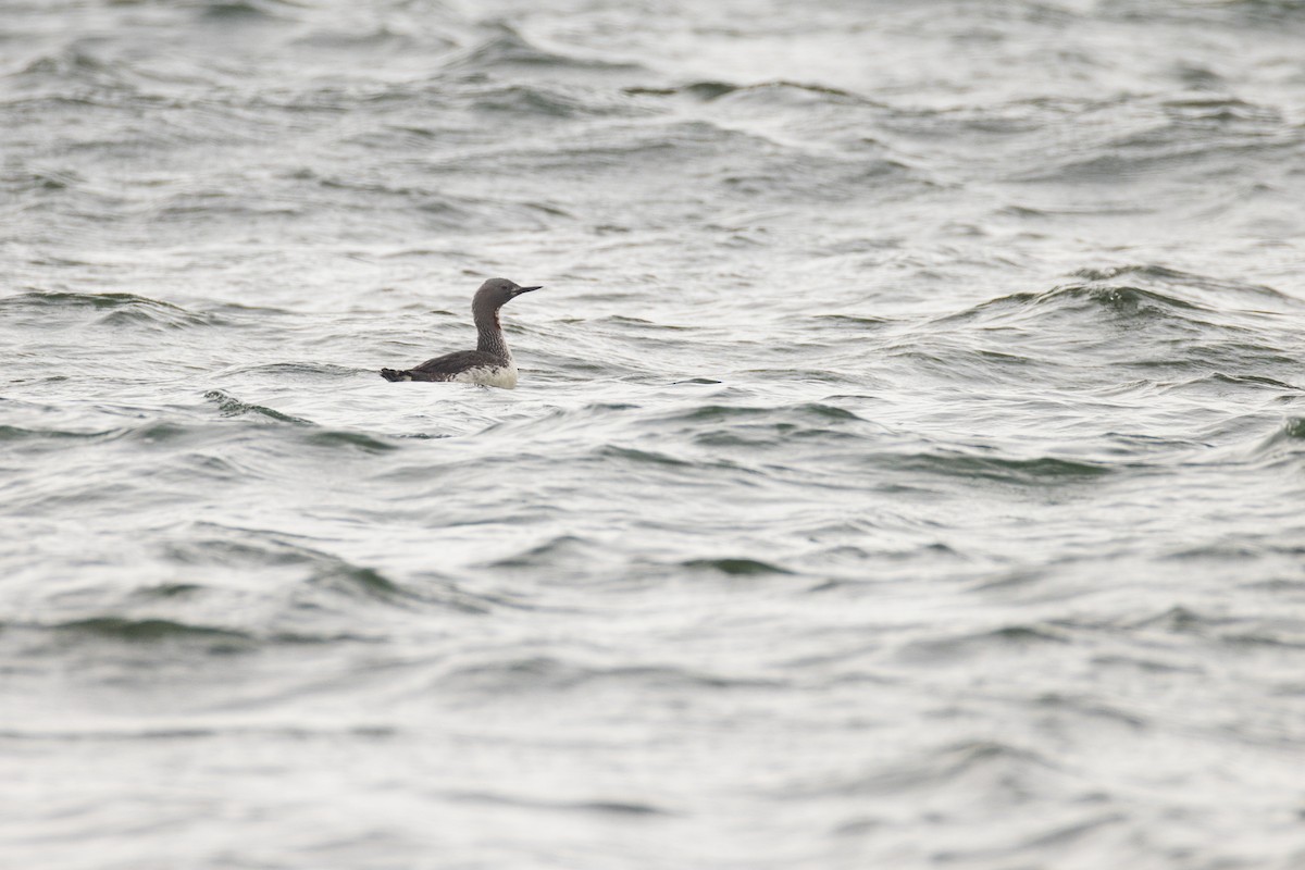 Red-throated Loon - ML619706320