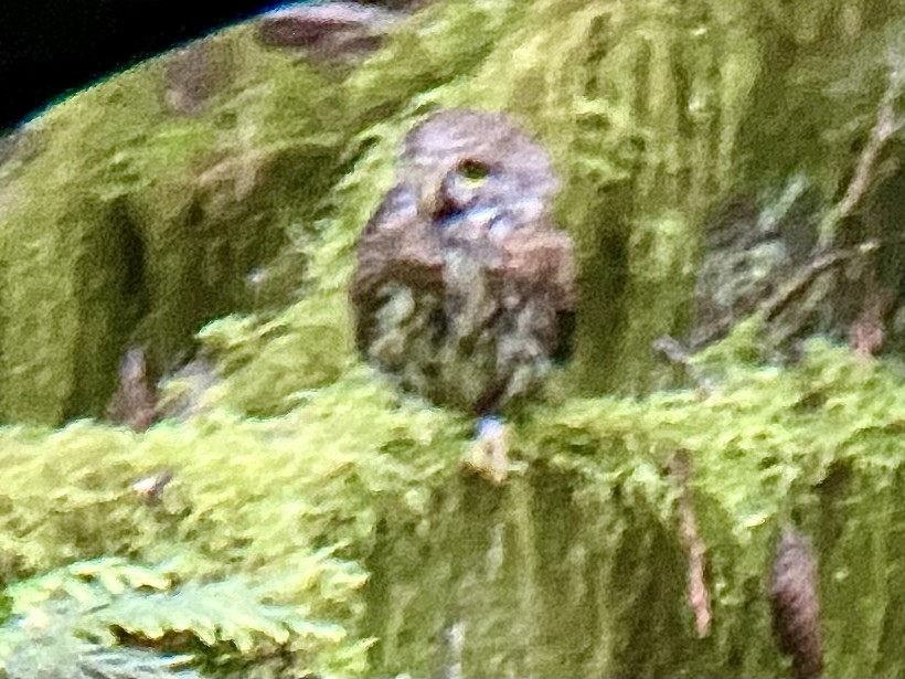 Northern Pygmy-Owl - ML619706352