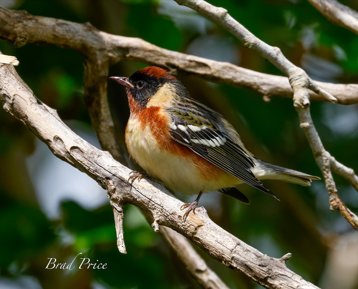 Bay-breasted Warbler - ML619706368