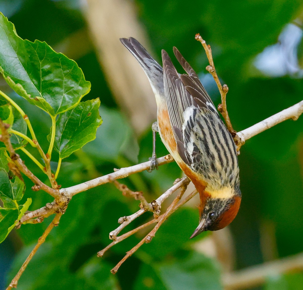 Bay-breasted Warbler - ML619706369