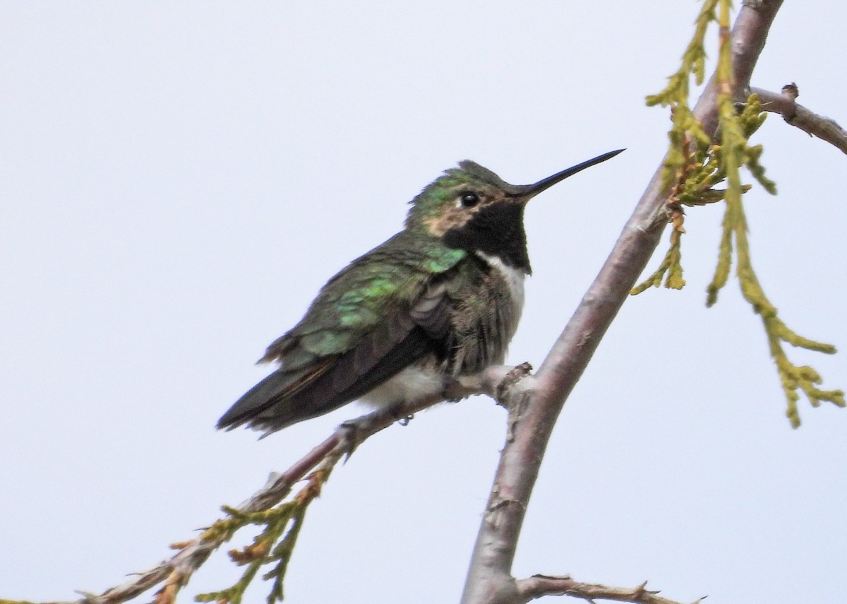 Broad-tailed Hummingbird - ML619706392