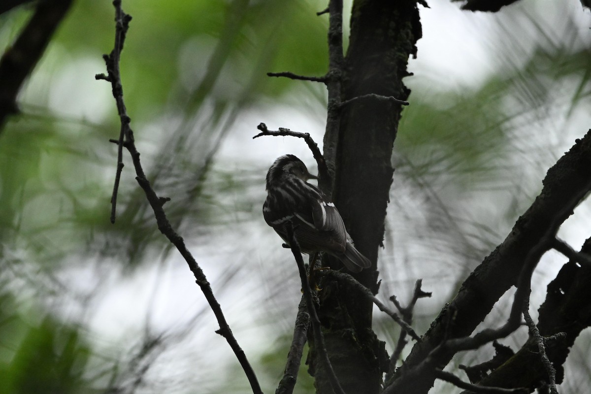 Black-and-white Warbler - ML619706423