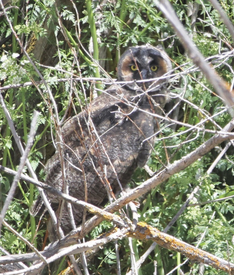 Long-eared Owl - ML619706478