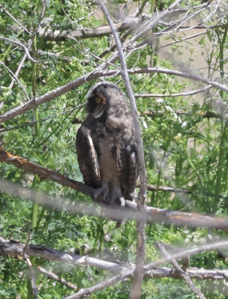 Long-eared Owl - ML619706483