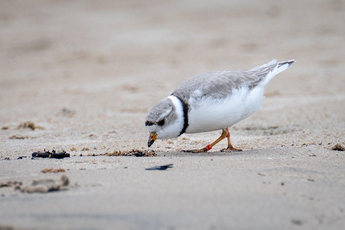 Piping Plover - ML619706507