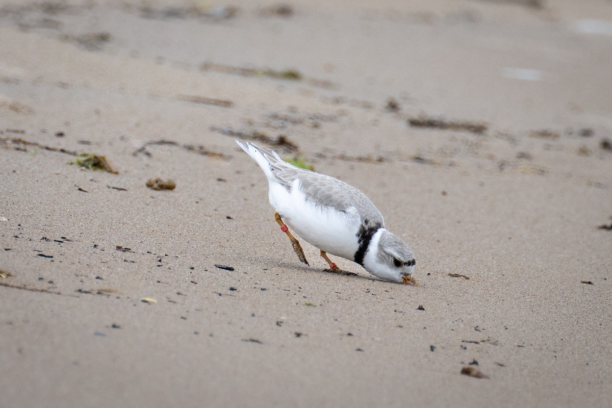 Piping Plover - ML619706508
