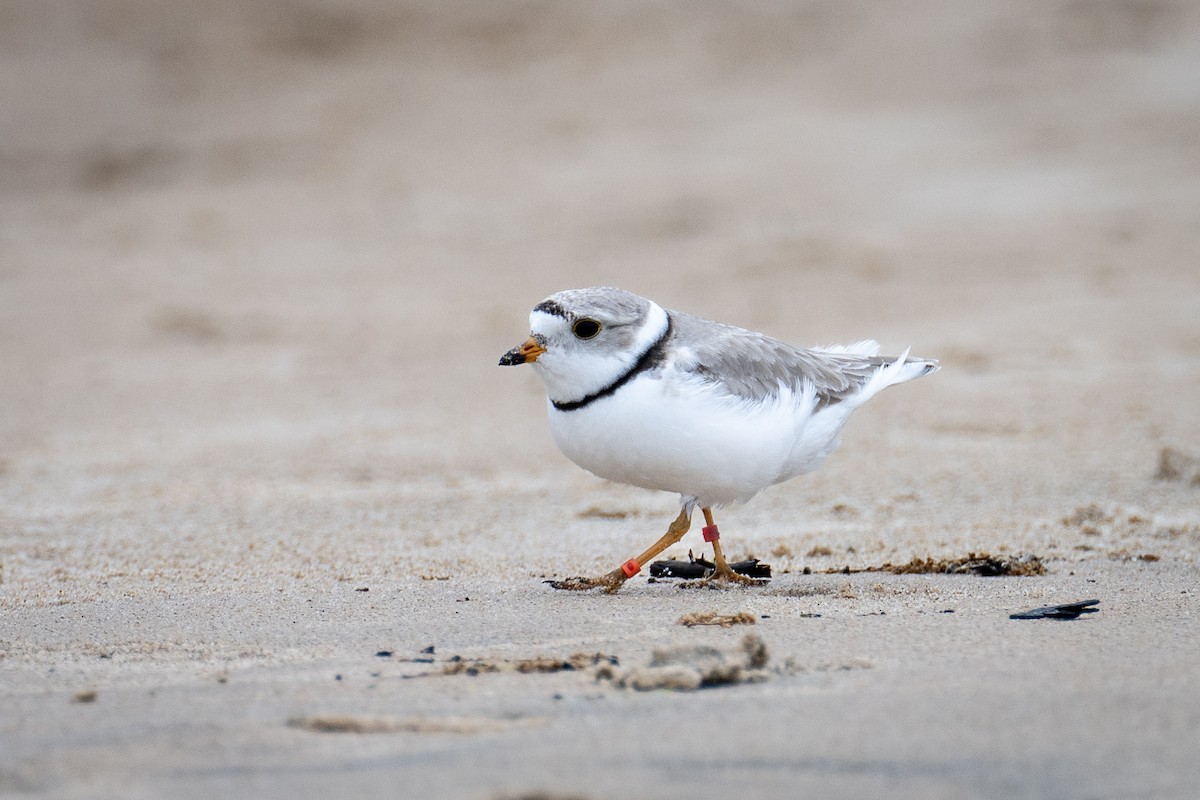 Piping Plover - ML619706509