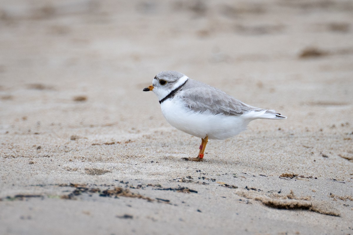 Piping Plover - ML619706510