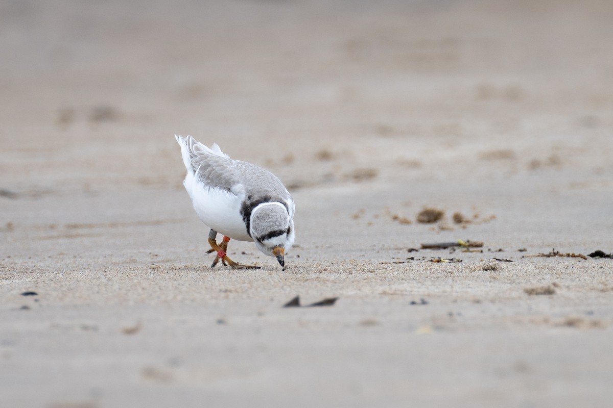 Piping Plover - ML619706511