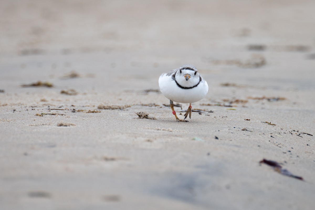 Piping Plover - ML619706512