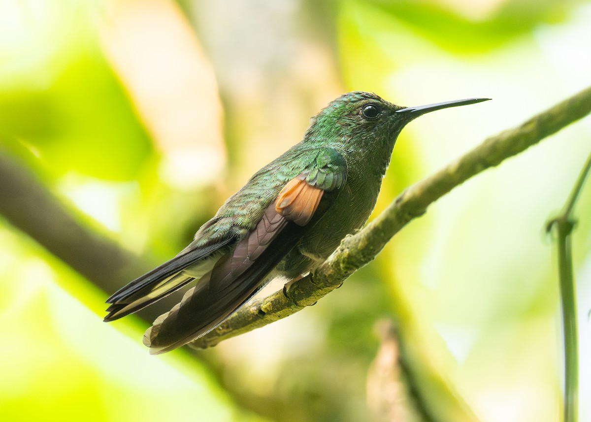 kolibřík páskoocasý - ML619706522