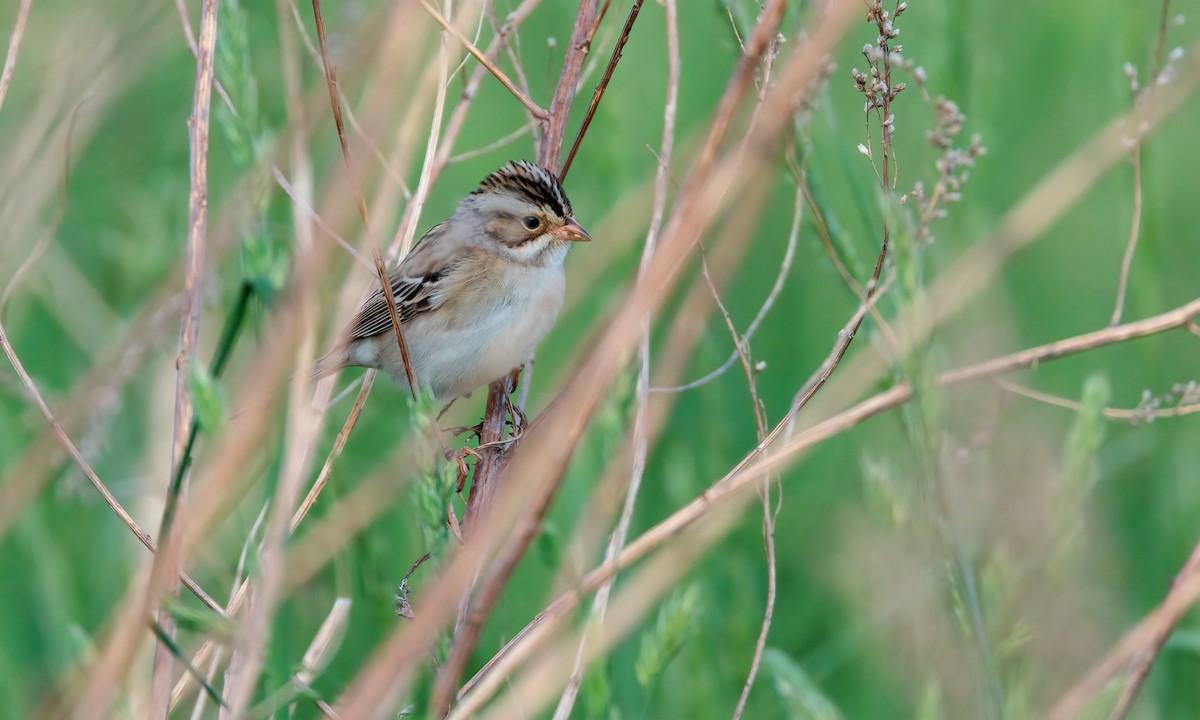Clay-colored Sparrow - ML619706535