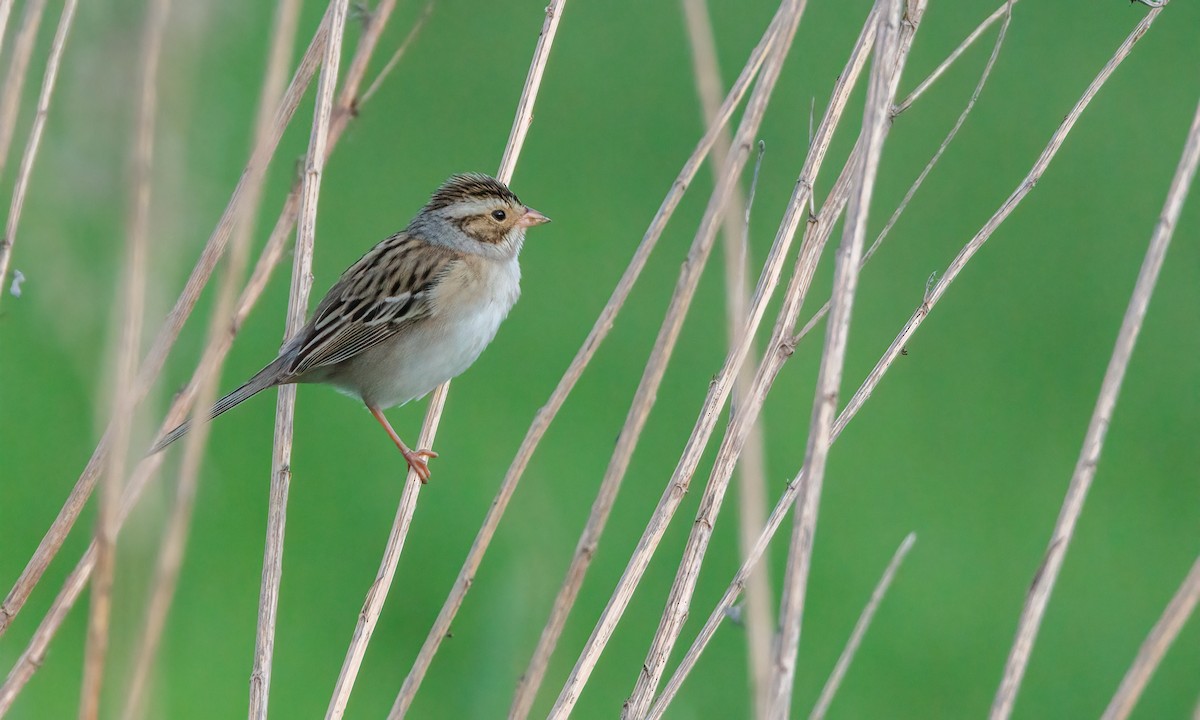 Clay-colored Sparrow - ML619706536