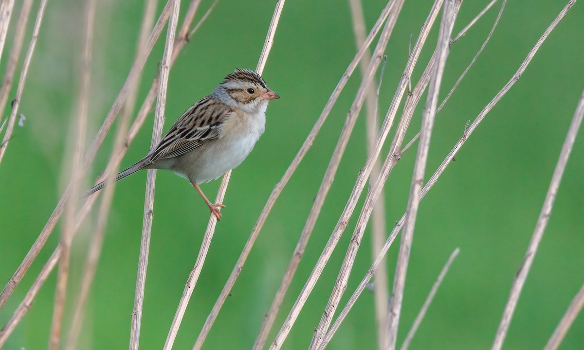 Clay-colored Sparrow - ML619706537