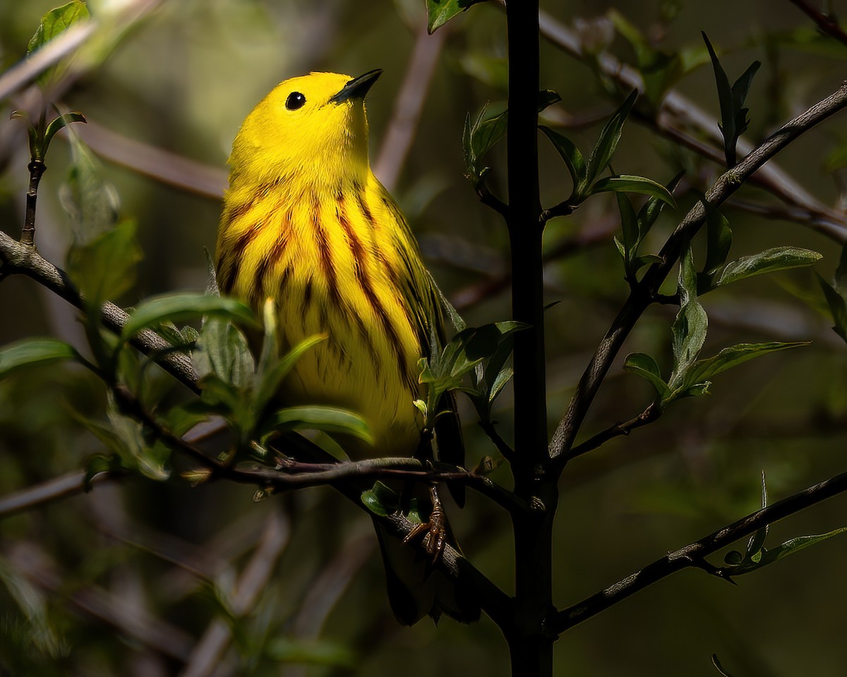 Yellow Warbler (Northern) - ML619706545