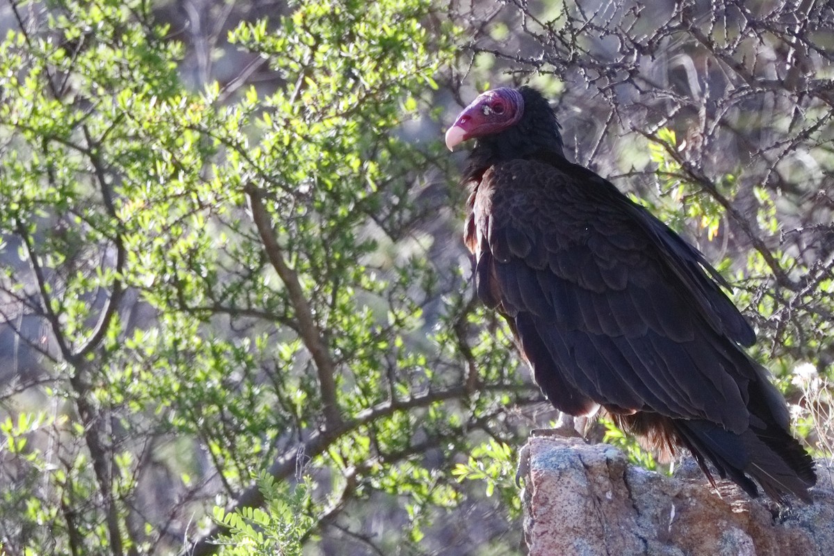 Turkey Vulture - ML619706691
