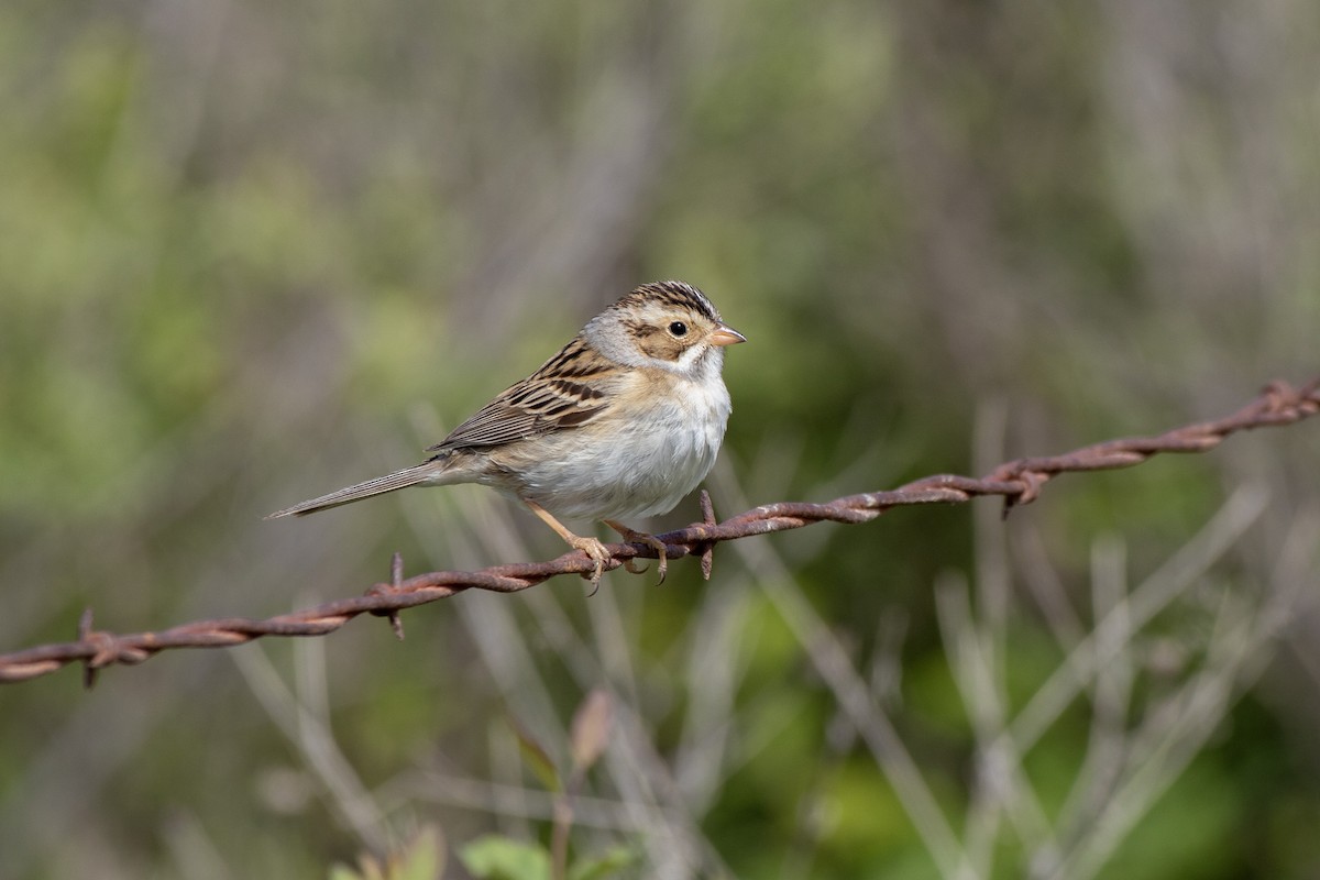 Clay-colored Sparrow - ML619706696