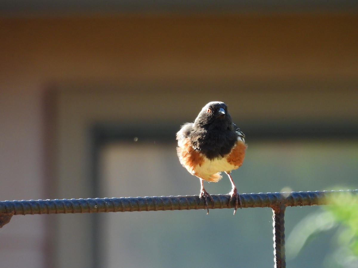 Spotted Towhee - ML619706750