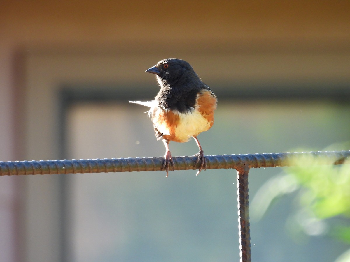 Spotted Towhee - ML619706751