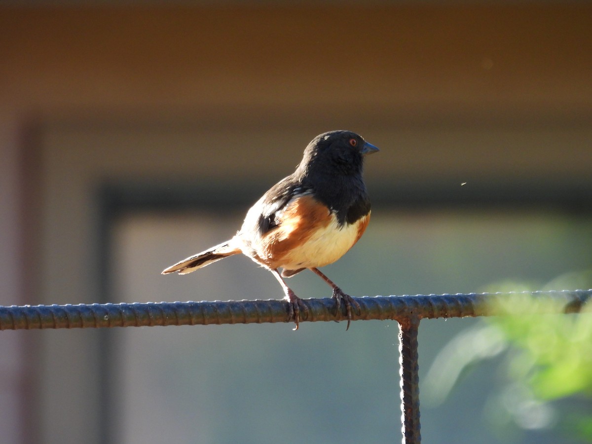 Spotted Towhee - ML619706753