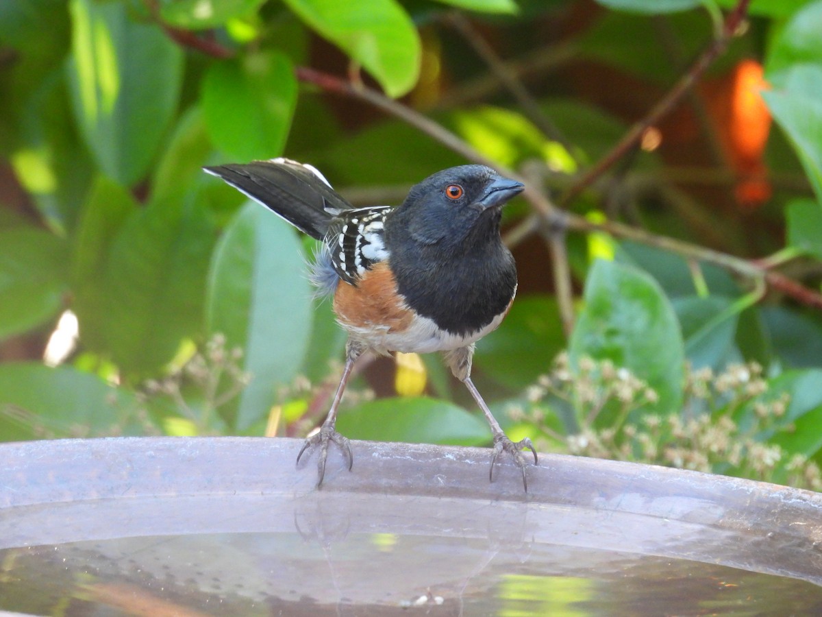 Spotted Towhee - ML619706754