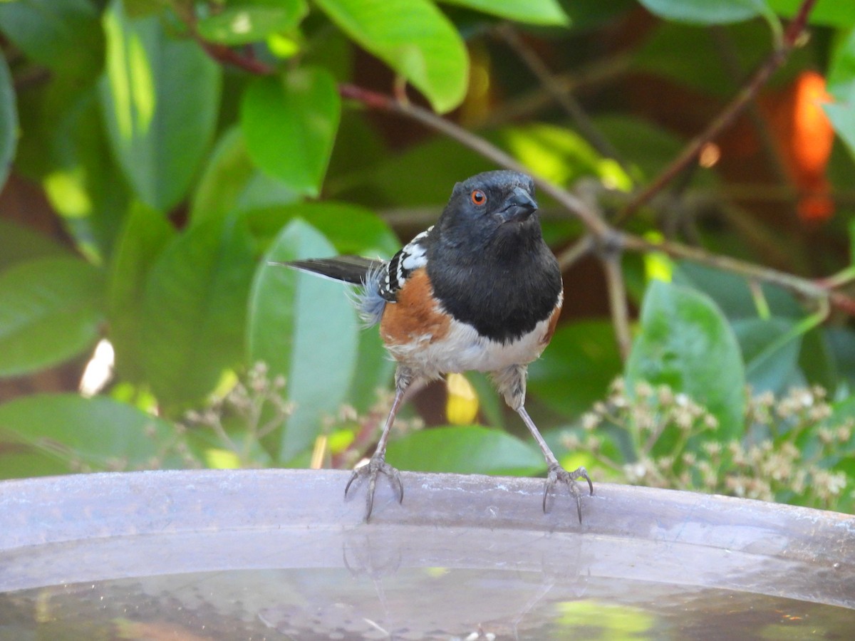 Spotted Towhee - ML619706755