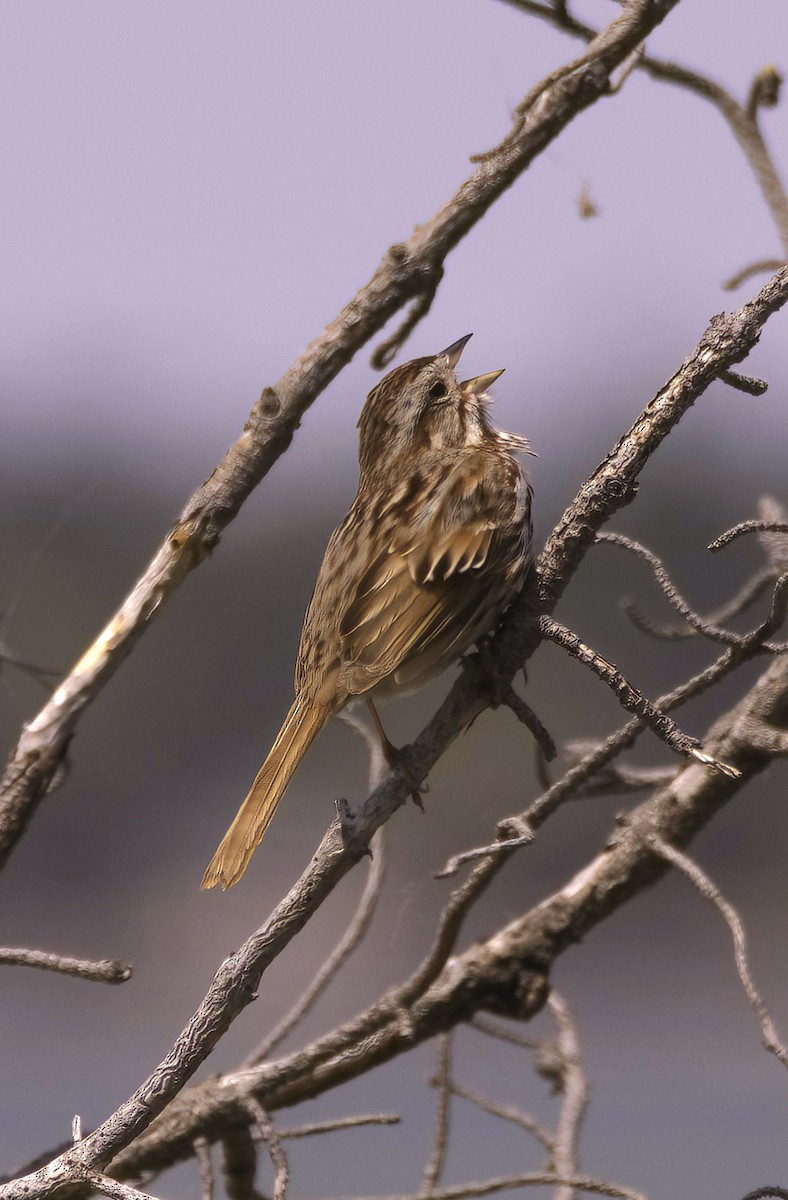 Savannah Sparrow - ML619706786